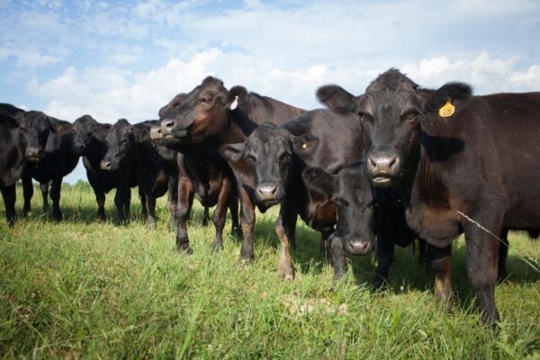 Cotação da arroba do boi gordo no Brasil; veja preços