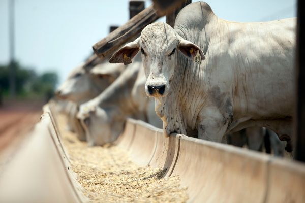 Principais doenças que afetam a recria e engorda de bovinos de corte