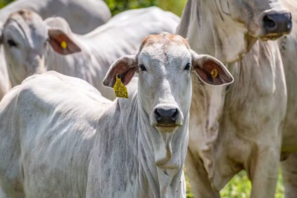 Melhoramento genético bovino: benefícios e tendências
