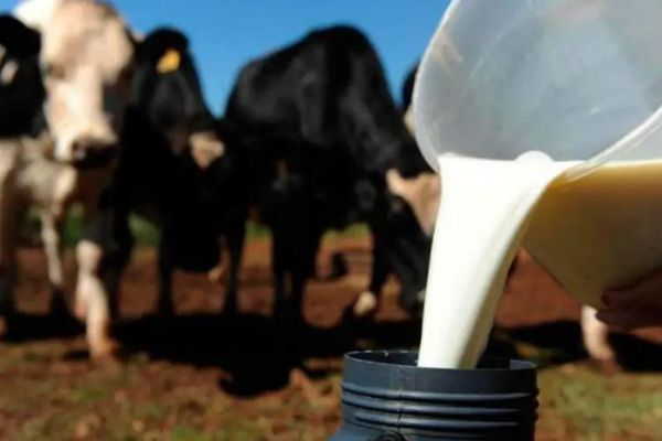 O que define o sucesso das propriedades leiteiras mais rentáveis?
