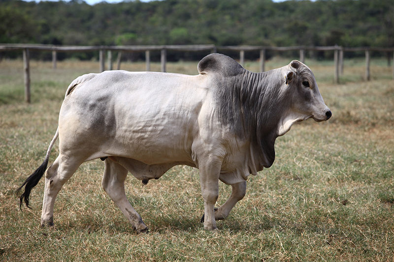 Case - Fazenda São Gabriel | Gepec