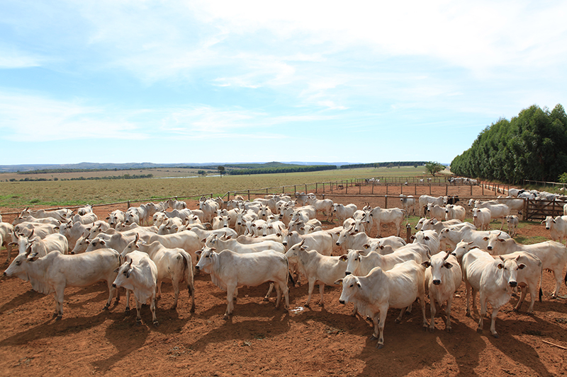 Case - Fazenda São Gabriel | Gepec