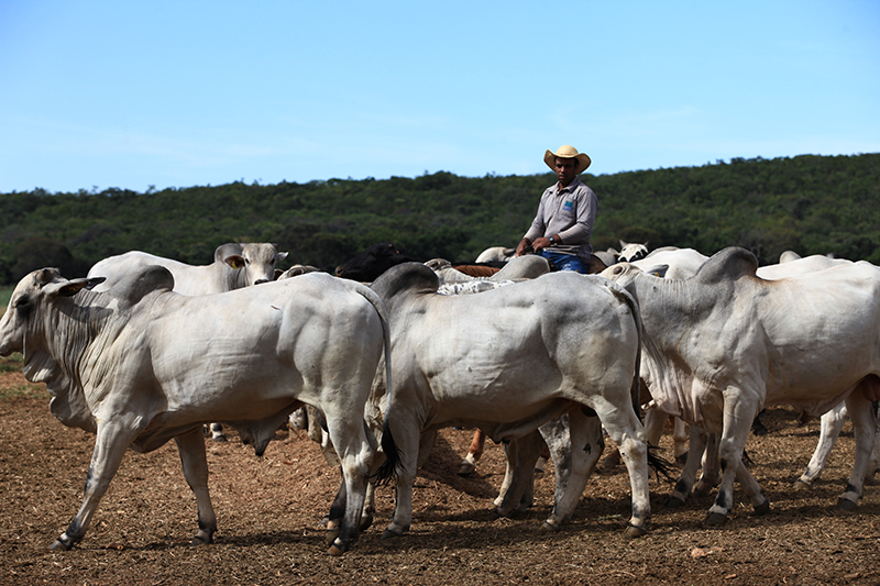 Case - Fazenda São Gabriel | Gepec