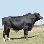Irmãos Brant - BARTOLOMEU 3/4 SF