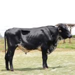 Irmãos Brant - IMPECAVEL 5/8 SF
