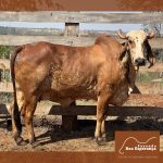 Irmãos Brant - VADNA FIV 2B