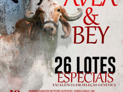 Irmãos Brant - 1º LEILÃO AVLA & BEY | GADO GIR LEITEIRO