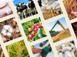 Irmãos Brant - Estão disponíveis as agromensais de março/26