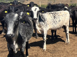 Irmãos Brant - Otimização de lotes de bovinos no confinamento contribui para a maior rentabilidade no negócio