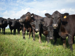 Irmãos Brant - Indubrasil com Angus: cruzamento rende carne de qualidade? Especialista responde