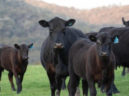 Irmãos Brant - Selo Beef on Dairy é lançado na Expointer