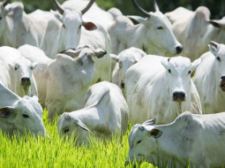 Irmãos Brant - Preços da arroba do boi interrompem queda e sinalizam acomodação no Brasil