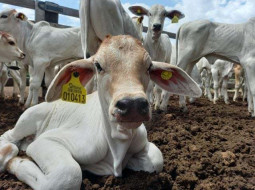 Irmãos Brant - Minas atinge meta nacional e vacina 80% das bezerras contra brucelose em 2024