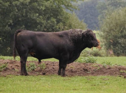 Irmãos Brant - Como a heterose e o acasalamento dirigido aceleram o lucro na pecuária?