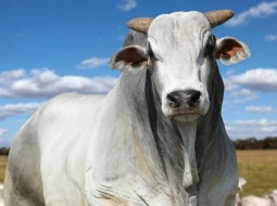 Irmãos Brant - Boi gordo: preços da arroba não sobem apenas em Minas Gerais