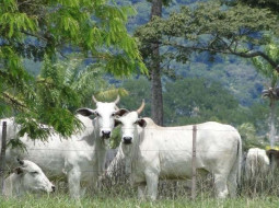 Irmãos Brant - Arroba do boi gordo continua em alta no país; veja preços