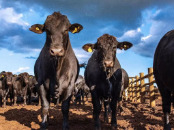 Irmãos Brant - Mercado de boi segue fragilizado e preço recua novamente no Brasil