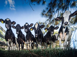 Irmãos Brant - Genética bovina em expansão no Brasil: mercado interno já responde por 54% das inseminações