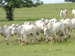 Irmãos Brant - Carne bovina em 2026: oferta global mais apertada, preços sustentados e Brasil no centro do jogo