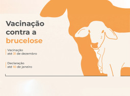 Irmãos Brant - BRUCELOSE – Vacinou? Tem que declarar!