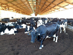 Irmãos Brant - Impacto da cama reciclada na qualidade do leite