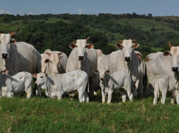 Irmãos Brant - Proteja suas bezerras da diarreia neonatal com um calendário vacinal inteligente