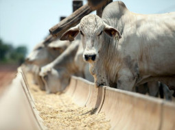 Irmãos Brant - Brasil supera os EUA em produção de carne bovina em 2025