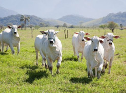 Irmãos Brant - Protocolo entre Brasil e Indonésia abre mercados para o agro brasileiro