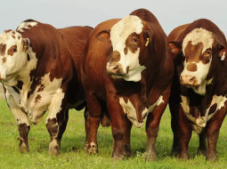 Irmãos Brant - Raças hereford e braford têm crescimento de 11% em 2023