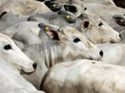 Irmãos Brant - Arroba do boi gordo: indústrias testam preços mais baixos