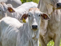Irmãos Brant - Preços do boi gordo encontram ponto de equilíbrio com oferta curta e demanda enfraquecida
