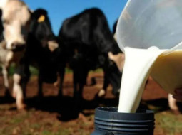 Irmãos Brant - Leite/Cepea: apesar de nova alta em dezembro, preço médio de 2023 cai 14%