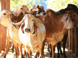 Irmãos Brant - Palma forrageira vira aposta para leite de qualidade no Semiárido
