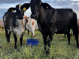 Irmãos Brant - Calor extremo faz vaca perder mais de 30% de leite; e pesquisa quer mudar isso