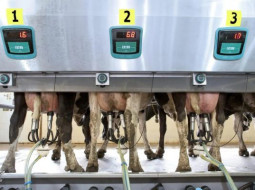 Irmãos Brant - Pesquisa avalia eficiência dos sistemas de produção na conversão de nutrientes em leite
