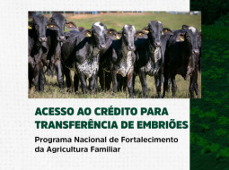 Irmãos Brant - MDA lança cartilha sobre Acesso ao crédito para transferência de embriões de gado leiteiro