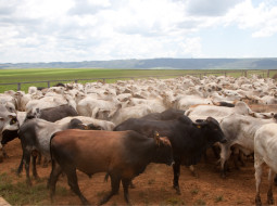 Irmãos Brant - Preços do boi gordo recuam em 10 das 17 regiões monitoradas pela Agrifatto