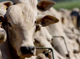 Irmãos Brant - Surto de morte súbita mata mais de 1.000 bovinos confinados no Centro-Oeste