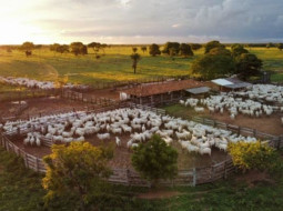 Irmãos Brant - Governo amplia acesso ao crédito para melhoramento genético da pecuária sustentável