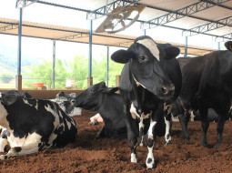 Irmãos Brant - Aplicativo ajuda a calcular conforto térmico para bovinocultura de leite