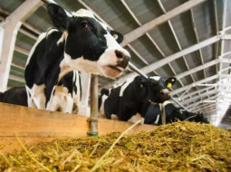 Irmãos Brant - Desoneração do PIS/Cofins em suplementos nutricionais para bovinos de corte e de leite pode elevar o PIB brasileiro em quase 1%