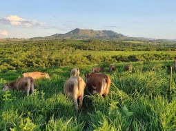 Irmãos Brant - Beef on dairy: um caminho sem volta para a pecuária brasileira