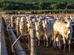 Irmãos Brant - Confinamento: custos com alimentação fecham 2025 em queda, diz Ponta Agro