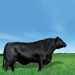Irmãos Brant - BLACK DOTTY CV