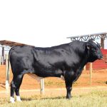 Irmãos Brant - CAMPEAO 3/4 SF