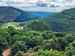 Irmãos Brant - Estimativa de recorde: Valor Bruto da Produção agropecuária mineira deve alcançar R$ 168,1 bilhões neste ano