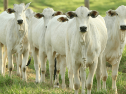 Irmãos Brant - USP lança programa de genética e melhoramento animal para gado de corte