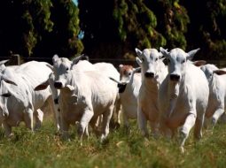 Irmãos Brant - PMGZ Carne: estratégia para o país se livrar do “boi cabeceira de boiada”