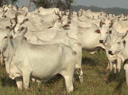 Irmãos Brant - Vacas com prolapso de útero: como identificar e tratar?