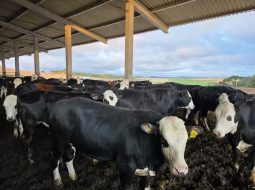 Irmãos Brant - DNA acelera o leite: genômica encurta caminhos e dobra produtividade no rebanho
